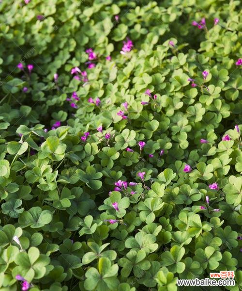 探寻四叶草的幸运之谜 四叶草的寓意与象征