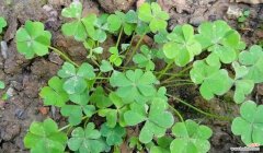 探寻四叶草的幸运之谜 四叶草的寓意与象征