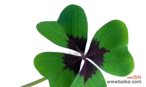 四叶草的传说与象征意义,带给你无尽的好运与美好未来 四叶草的寓意与象征——幸运与希望