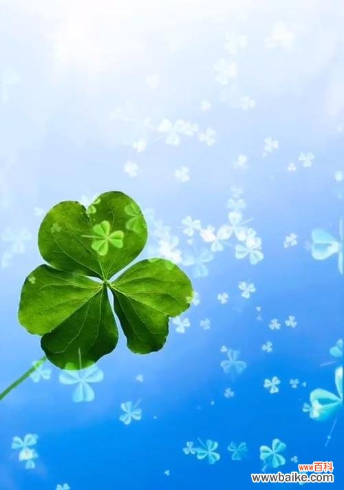 幸运与希望的象征——四叶草 四叶草的花语与祝福
