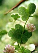 揭开四叶草背后的秘密，寻找好运的信号 四叶草的花语与寓意——幸运与希望