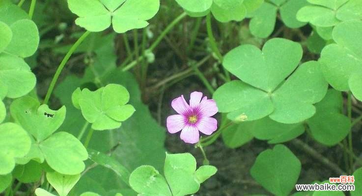 揭开四叶草背后的秘密,寻找好运的信号 四叶草的花语与寓意——幸运与希望