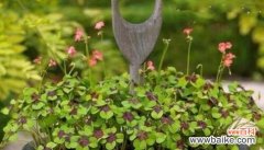 探索四叶草背后的吉祥与幸运 四叶草的寓意和象征