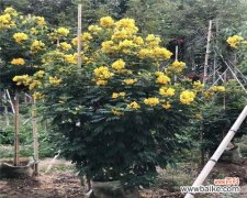 探究全冠树的结构与生态价值 全冠树的定义和特点