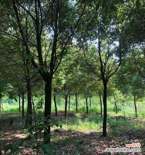 探寻全冠香樟的起源与独特之处 全冠香樟的意义及特点