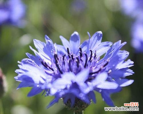 美丽而寓意深远的矢车菊之谜 矢车菊