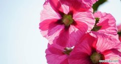 探索蜀葵花语的深刻寓意与应用 蜀葵的花语及其象征意义