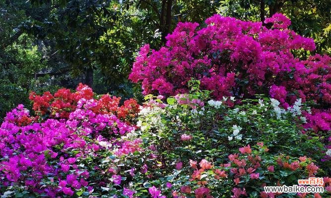 探索三角梅的生命之美与文化内涵 三角梅的特点与象征意义