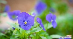 探寻三色堇的美丽与寓意 三色堇的花语与意义