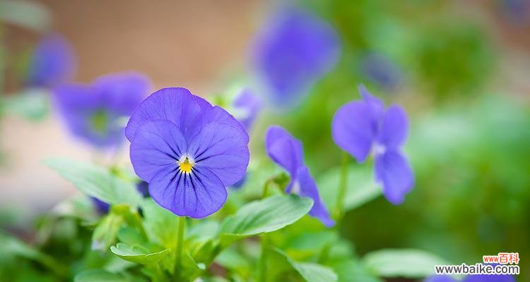 探寻三色堇的美丽与寓意 三色堇的花语与意义