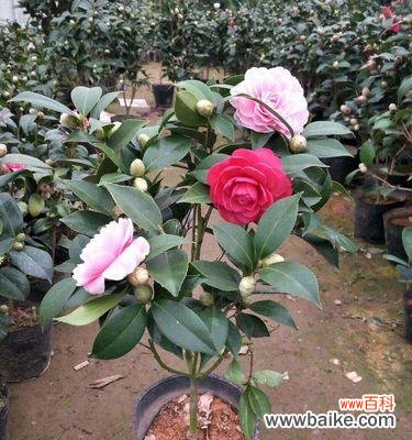 中国传统文化中的象征意义及寓意 揭秘以杀头苗的真正含义