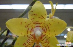 探索石斛兰的象征意义与疗效 石斛兰的花语与其医学价值