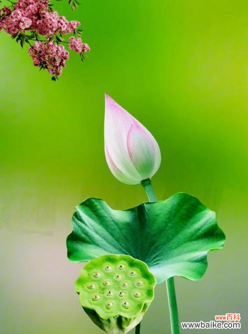 哪种花代表清净?清净的花语有何含义?