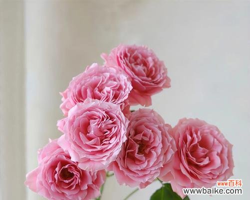 树莓的花语有哪些优雅的含义?