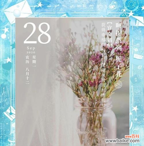 山栀花的花语代表了什么？