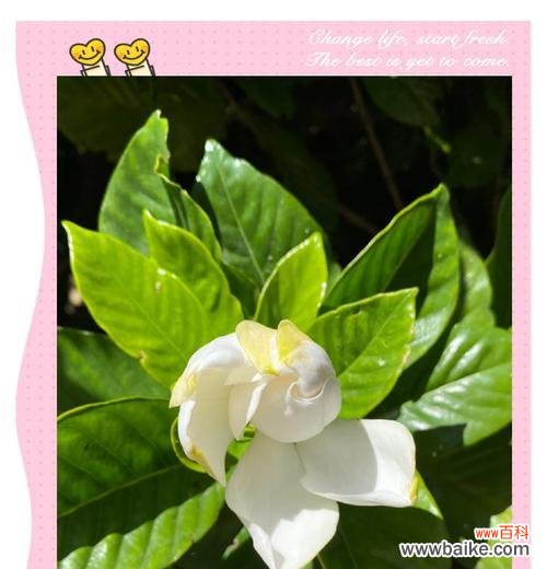 山栀花的花语代表了什么？