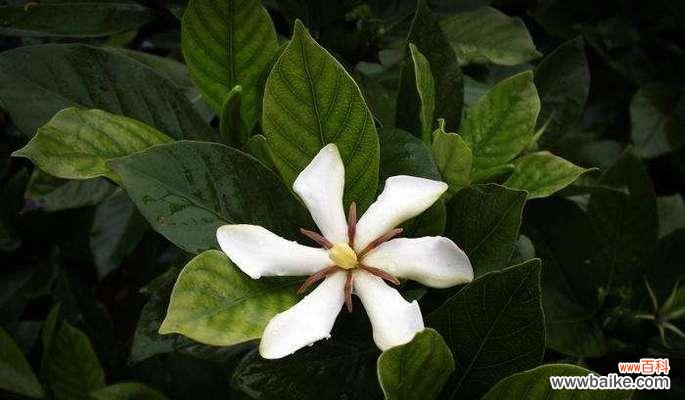 山栀花的花语代表了什么？