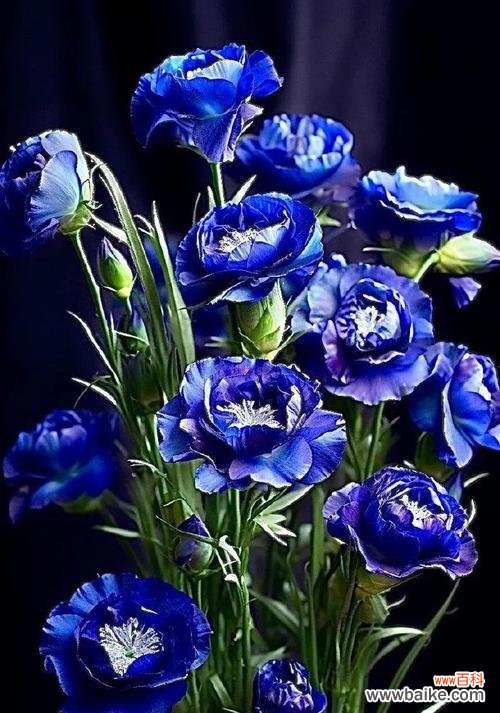 七叶树花的花语寓意是什么?这种花象征着什么?