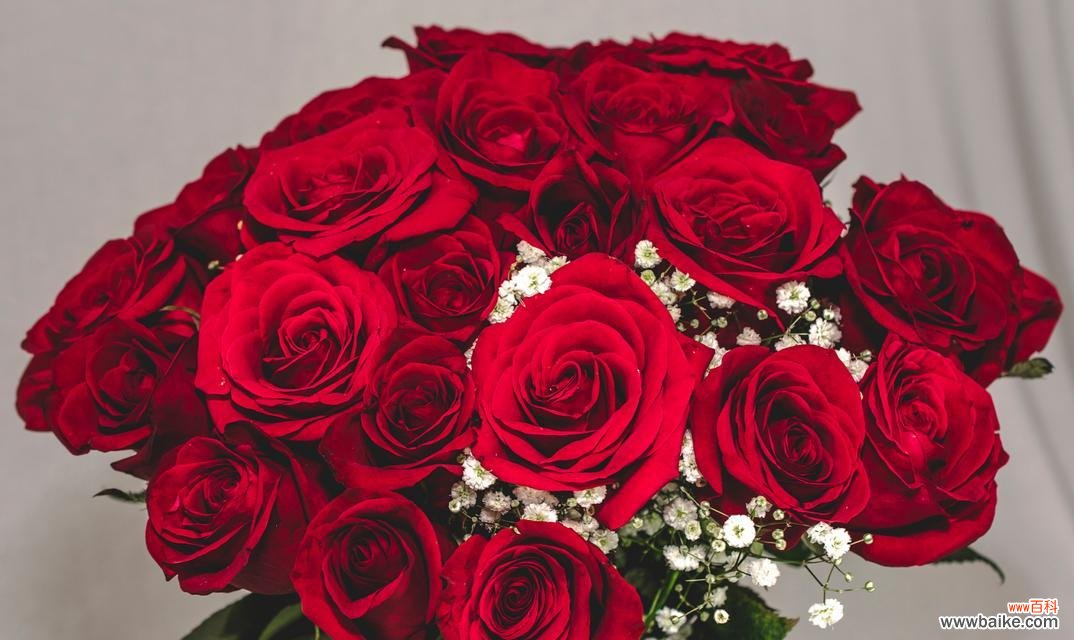 如意皇后玫瑰代表了什么?