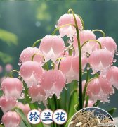 铃兰花的真正花语是什么？铃兰花花语是什么？