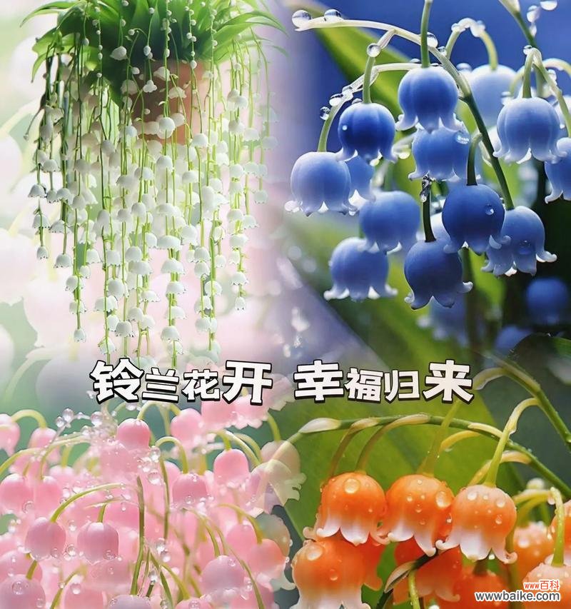 铃兰花的真正花语是什么?铃兰花花语是什么?