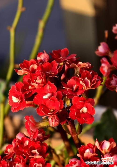 长寿花花语代表什么?白紫罗兰寓意及花语是什么?