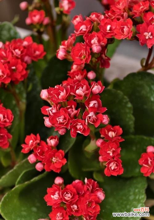 长寿花花语代表什么?白紫罗兰寓意及花语是什么?