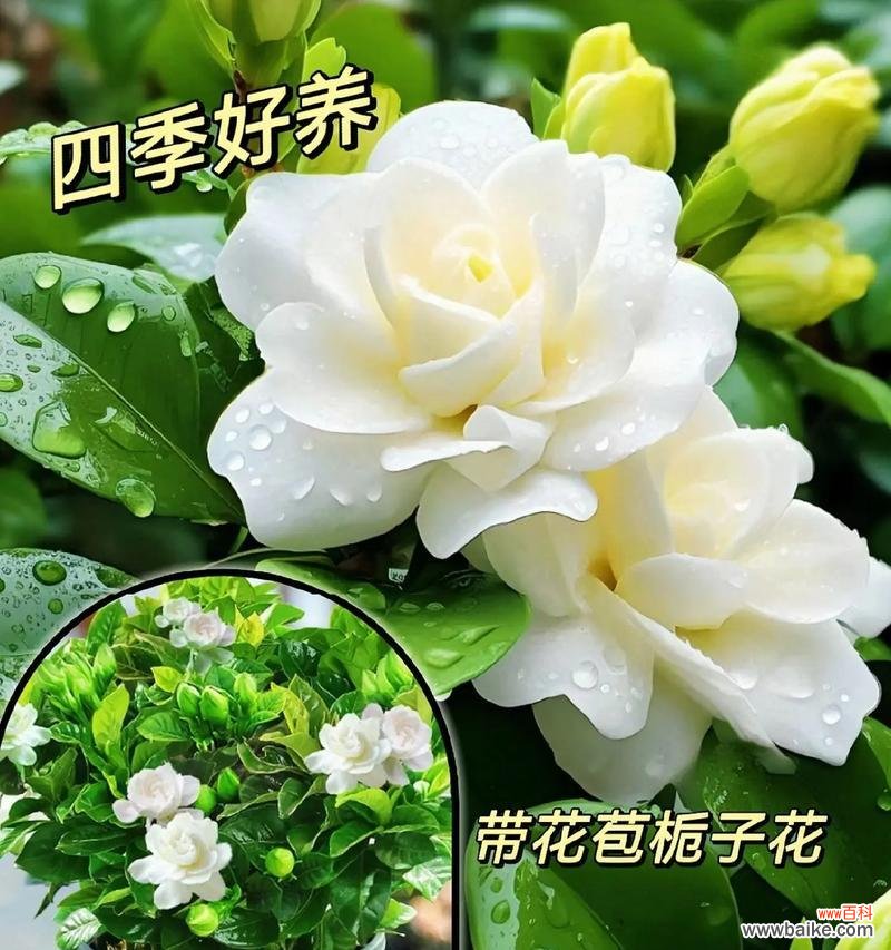 栀子花系列花语是什么呢？栀子花在不同文化中的意义？