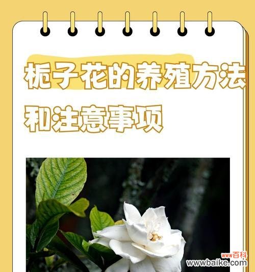 栀子花系列花语是什么呢？栀子花在不同文化中的意义？