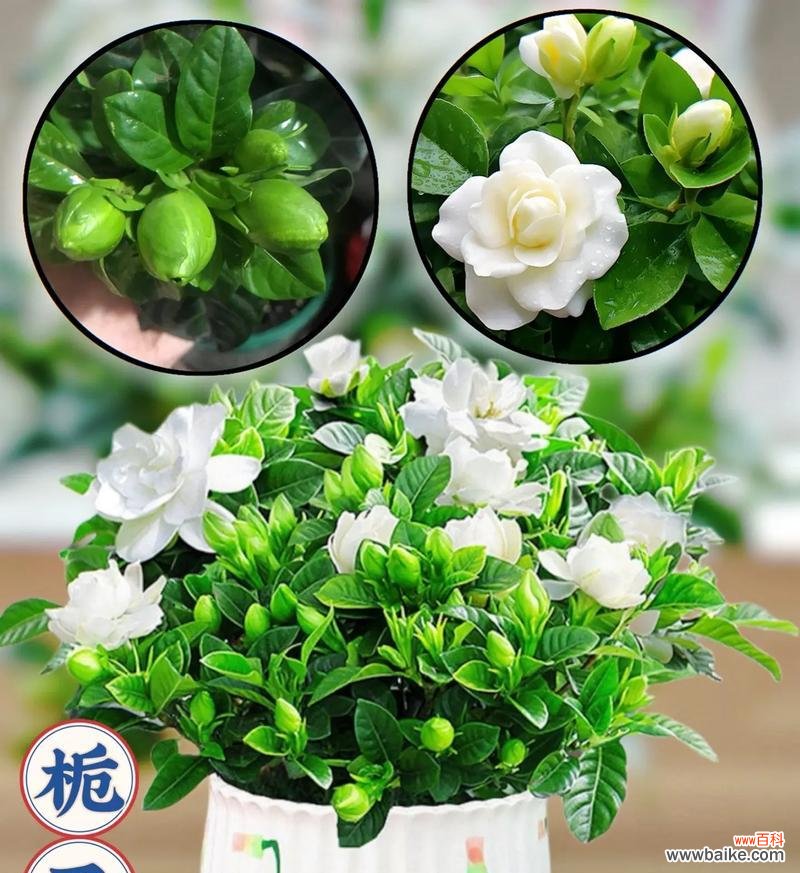 栀子花系列花语是什么呢？栀子花在不同文化中的意义？