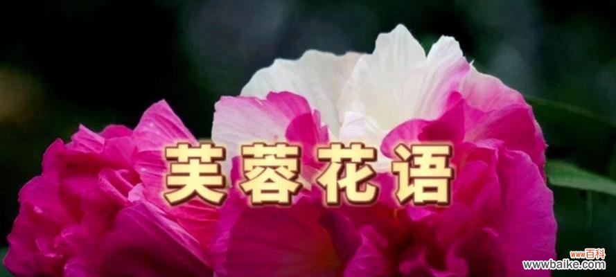 夜晚象征的花有哪些花语和寓意?