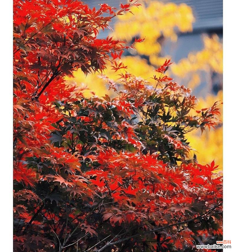 枫叶的花语大全有哪些？