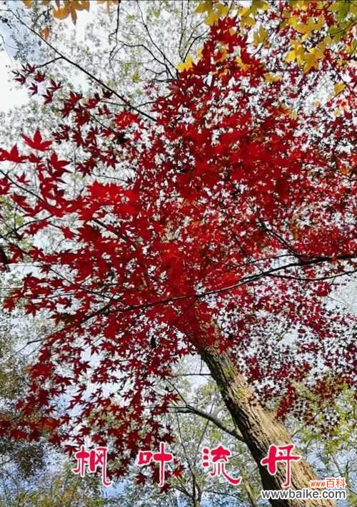 枫叶的花语大全有哪些？