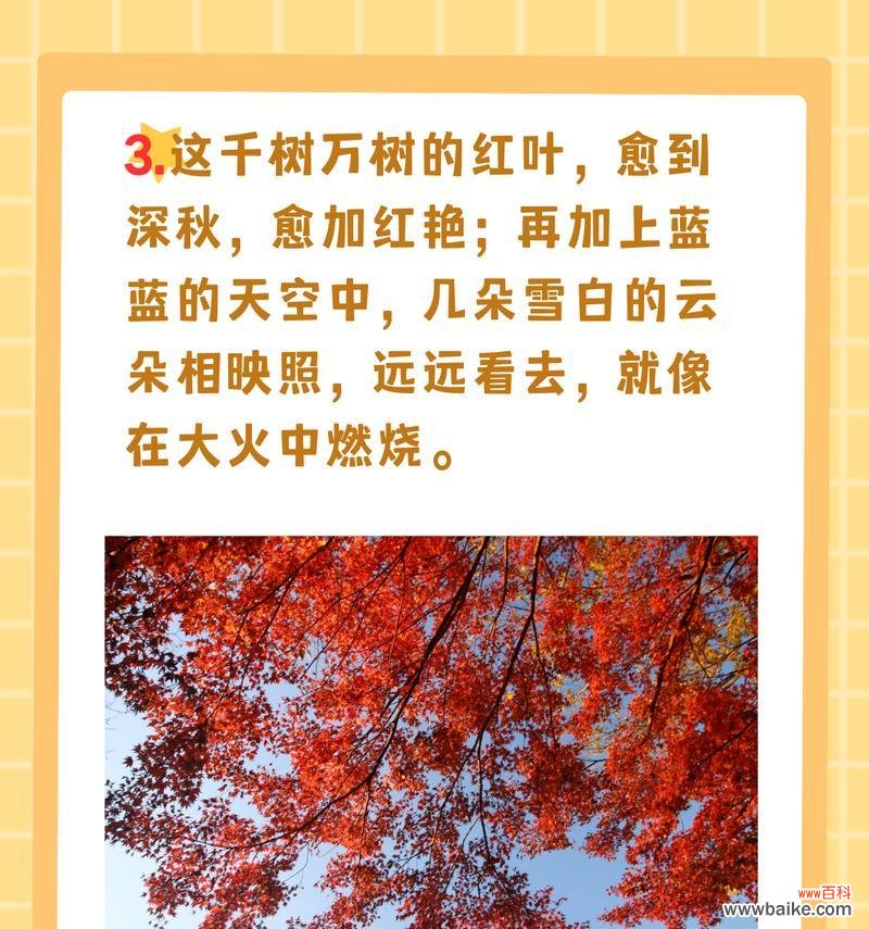 枫叶的花语大全有哪些？