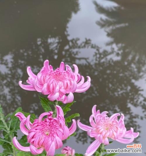 半枝桃的寓意和花语是什么？紫荆花语是什么？