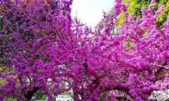 半枝桃的寓意和花语是什么？紫荆花语是什么？