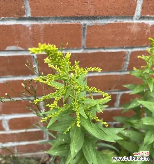 半枝桃的寓意和花语是什么？紫荆花语是什么？