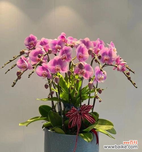 蝴蝶兰加茉莉的花语是什么？这两种花组合的含义是什么？