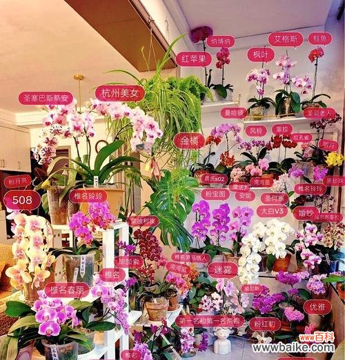 蝴蝶兰加茉莉的花语是什么？这两种花组合的含义是什么？