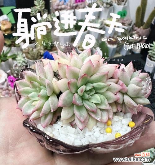 宝石多肉的寓意与花语是什么？