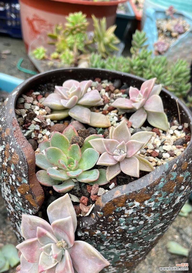 宝石多肉的寓意与花语是什么？