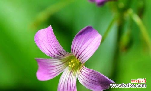 揭开四叶草的神秘面纱,探索其深刻寓意 四叶草