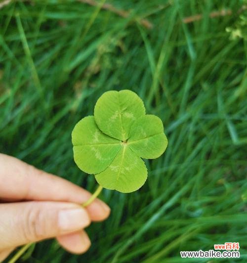 揭开四叶草的神秘面纱,探索其深刻寓意 四叶草