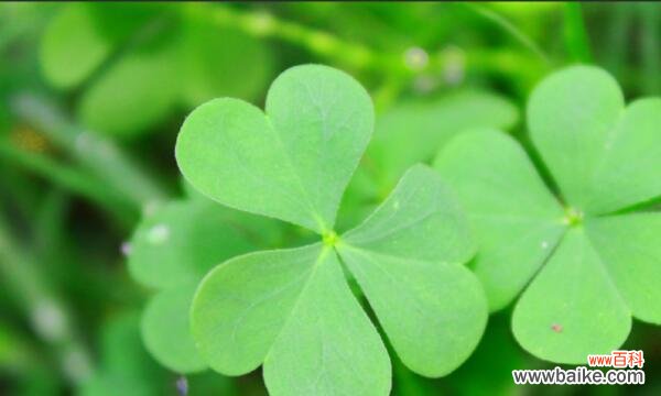 揭开四叶草神奇花语的面纱 四叶草的花语与传说
