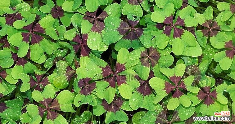 揭示幸运之谜的四叶草,寄托着人们追求好运的愿望 四叶草的寓意与象征意义