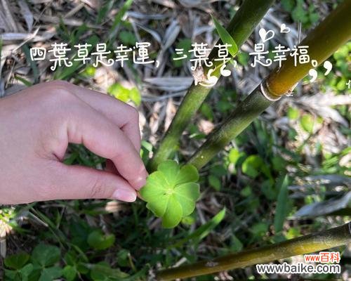 揭示幸运之谜的四叶草,寄托着人们追求好运的愿望 四叶草的寓意与象征意义