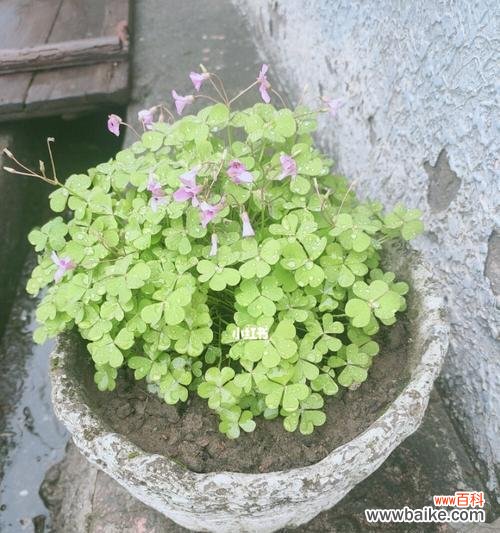 探寻四叶草的幸运与希望之源 四叶草的寓意与象征