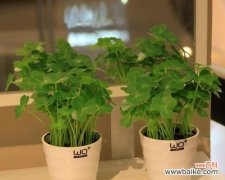 探寻幸运与希望的源泉 四叶草的寓意和象征意义