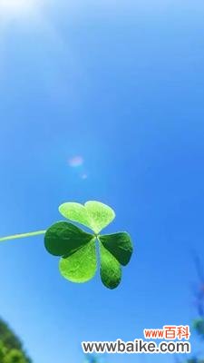 四叶草花语揭示生活的幸运密码 四叶草的神秘花语