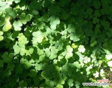 四叶草花语揭示生活的幸运密码 四叶草的神秘花语